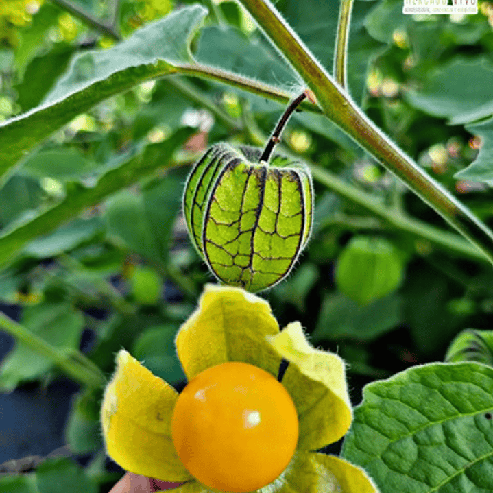 Golden Berry Physalis Fisalis Uchuva Medicinal 2