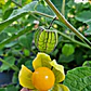 Golden Berry Physalis Fisalis Uchuva Medicinal - Miniatura 2