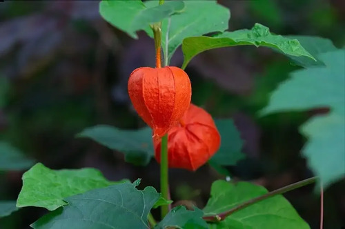 Golden Berry Physalis Fisalis Uchuva Medicinal 3
