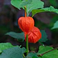Golden Berry Physalis Fisalis Uchuva Medicinal - Miniatura 3