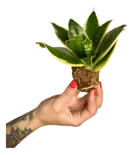 Sansevieria Laurentii Enana Lengua De Suegra Planta Interior 1