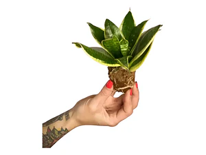 Sansevieria Laurentii Enana Lengua De Suegra Planta Interior