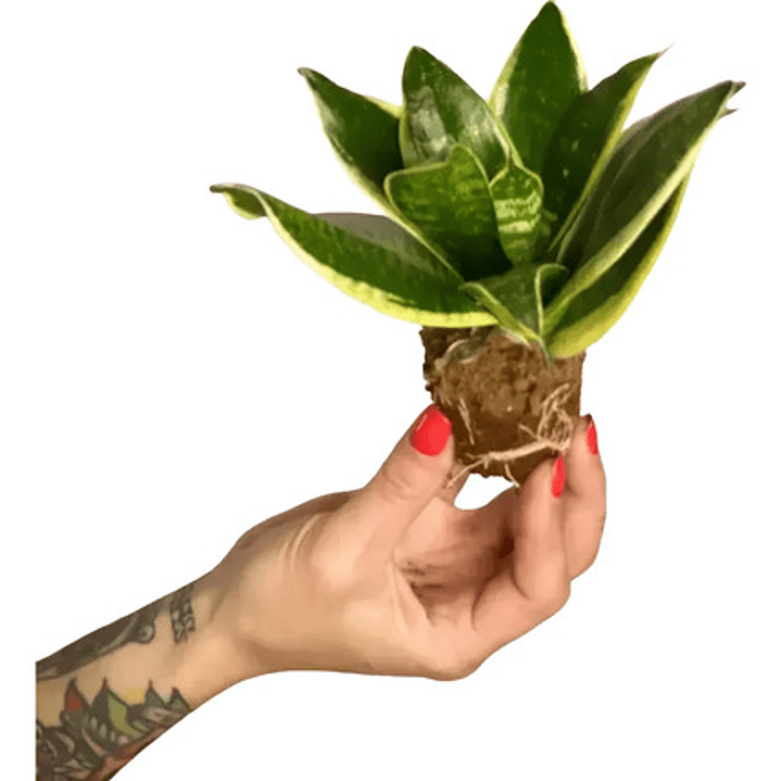Sansevieria Laurentii Enana Lengua De Suegra Planta Interior 1