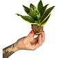Sansevieria Laurentii Enana Lengua De Suegra Planta Interior - Miniatura 1