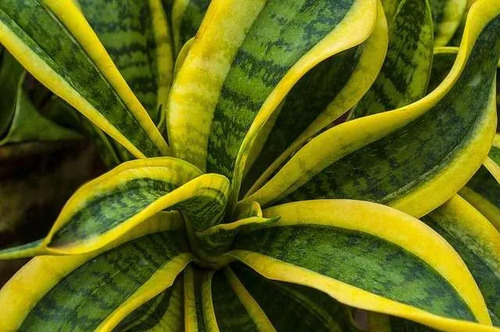 Sansevieria Laurentii Enana Lengua De Suegra Planta Interior 2