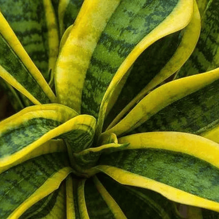 Sansevieria Laurentii Enana Lengua De Suegra Planta Interior 2