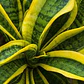 Sansevieria Laurentii Enana Lengua De Suegra Planta Interior - Miniatura 2