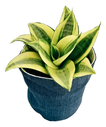 Sansevieria Laurentii Enana Lengua De Suegra Planta Interior 3