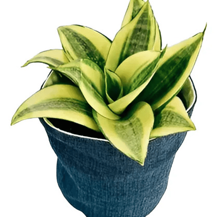 Sansevieria Laurentii Enana Lengua De Suegra Planta Interior 3