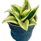Sansevieria Laurentii Enana Lengua De Suegra Planta Interior - Miniatura 3