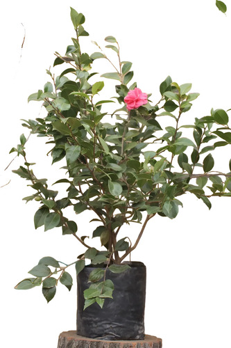 Camelia Pequeña Árbol Ornamental Floral 1