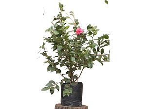 Camelia Pequeña Árbol Ornamental Floral