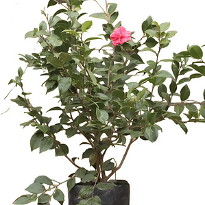 Camelia Pequeña Árbol Ornamental Floral