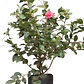 Camelia Pequeña Árbol Ornamental Floral - Miniatura 1