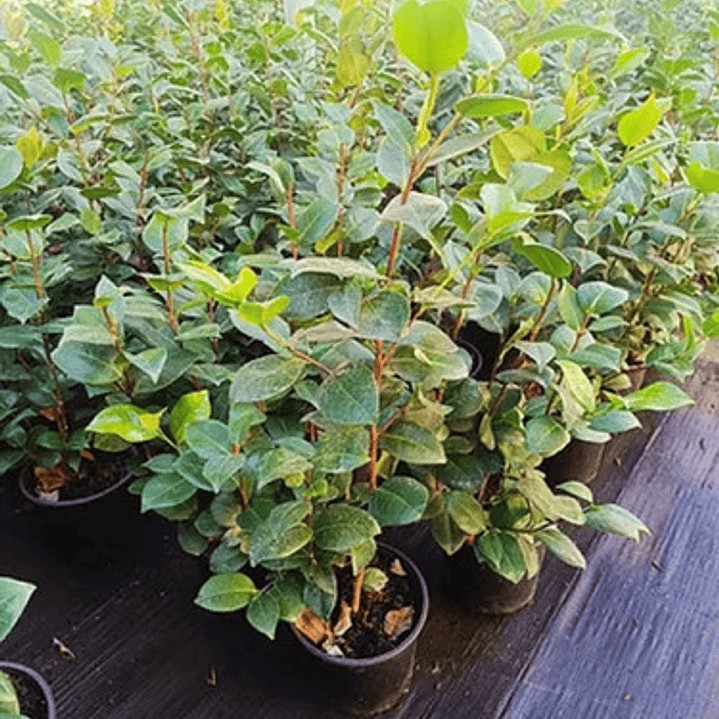 Camelia Pequeña Árbol Ornamental Floral 2