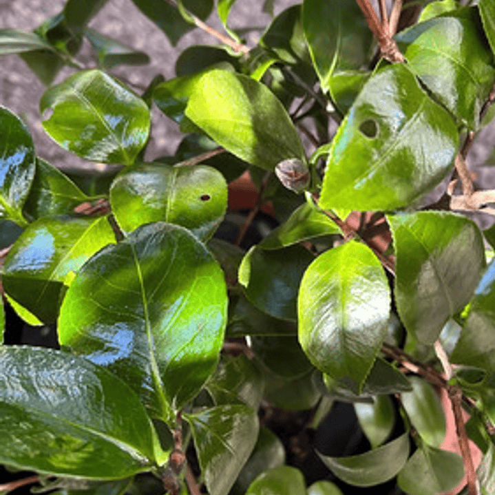 Camelia Pequeña Árbol Ornamental Floral 3