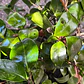 Camelia Pequeña Árbol Ornamental Floral - Miniatura 3
