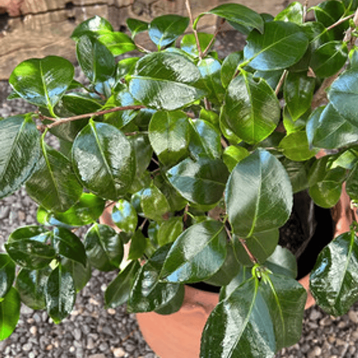 Camelia Pequeña Árbol Ornamental Floral 4