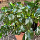 Camelia Pequeña Árbol Ornamental Floral - Miniatura 4