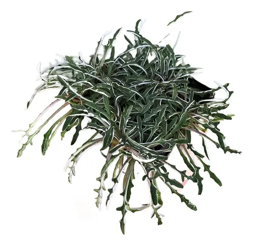 Pack De 10 Dyamondia Margaretae Cubresuelo Nativo Ornamental 1