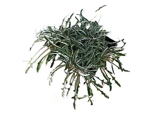 Pack De 10 Dyamondia Margaretae Cubresuelo Nativo Ornamental