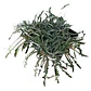 Pack De 10 Dyamondia Margaretae Cubresuelo Nativo Ornamental - Miniatura 1