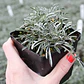 Pack De 10 Dyamondia Margaretae Cubresuelo Nativo Ornamental - Miniatura 2