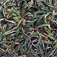 Pack De 10 Dyamondia Margaretae Cubresuelo Nativo Ornamental - Miniatura 3
