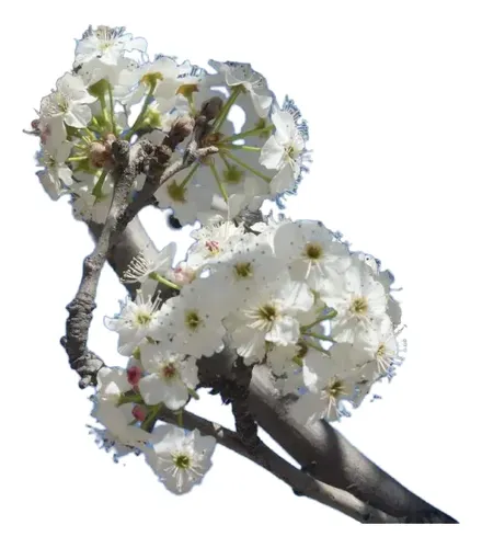 Peral En Flor Pyrus Pyrus Calleryana Xl Árbol Ornamental 2
