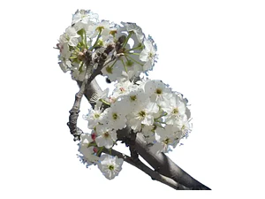 Peral En Flor Pyrus Pyrus Calleryana Xl Árbol Ornamental