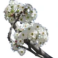 Peral En Flor Pyrus Pyrus Calleryana Xl Árbol Ornamental - Miniatura 2