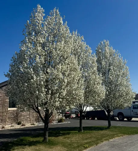Peral En Flor Pyrus Pyrus Calleryana Xl Árbol Ornamental 1