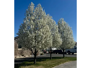 Peral En Flor Pyrus Pyrus Calleryana Xl Árbol Ornamental