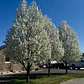 Peral En Flor Pyrus Pyrus Calleryana Xl Árbol Ornamental - Miniatura 1