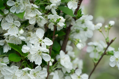 Peral En Flor Pyrus Pyrus Calleryana Xl Árbol Ornamental 3
