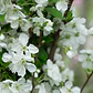 Peral En Flor Pyrus Pyrus Calleryana Xl Árbol Ornamental - Miniatura 3