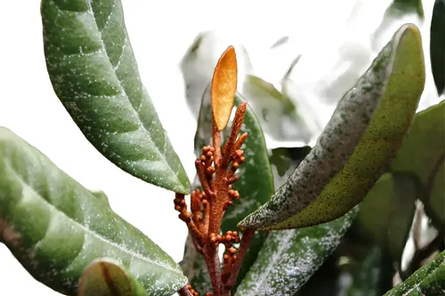 Olivillo Aextoxicon Punctatum Árbol Nativo 1