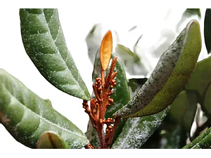 Olivillo Aextoxicon Punctatum Árbol Nativo