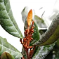 Olivillo Aextoxicon Punctatum Árbol Nativo - Miniatura 1