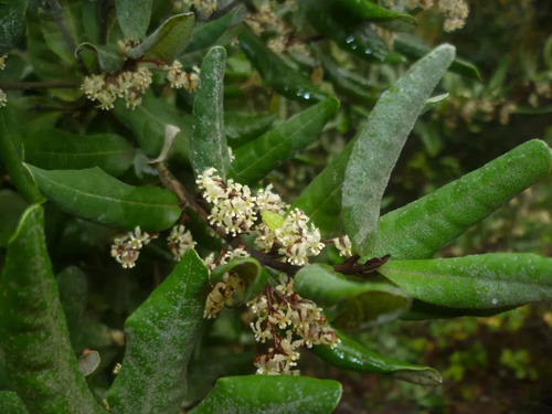 Olivillo Aextoxicon Punctatum Árbol Nativo 2