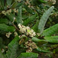 Olivillo Aextoxicon Punctatum Árbol Nativo - Miniatura 2