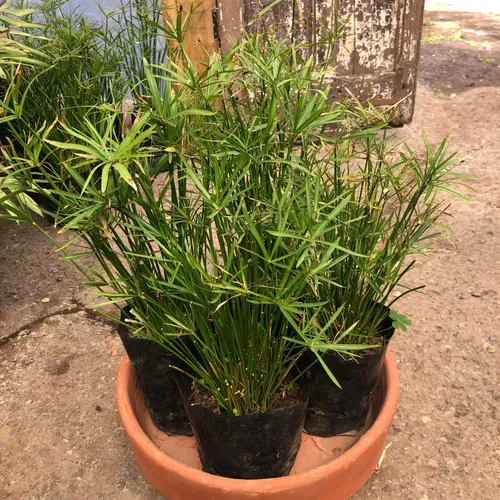 Papiro Enano Cyperus Alternifolius Nana Arbusto Ornamental 1