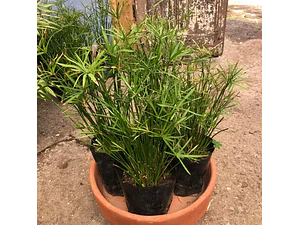 Papiro Enano Cyperus Alternifolius Nana Arbusto Ornamental