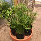 Papiro Enano Cyperus Alternifolius Nana Arbusto Ornamental - Miniatura 1