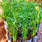 Papiro Enano Cyperus Alternifolius Nana Arbusto Ornamental - Miniatura 2