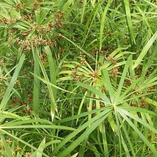 Papiro Enano Cyperus Alternifolius Nana Arbusto Ornamental 3