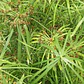 Papiro Enano Cyperus Alternifolius Nana Arbusto Ornamental - Miniatura 3