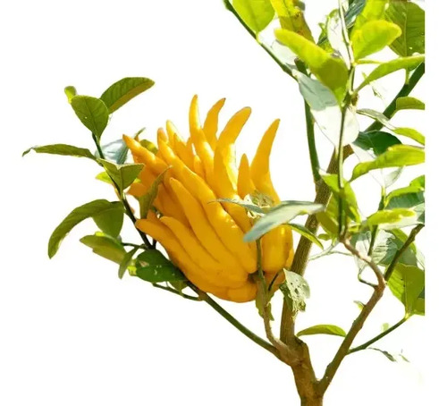 Limonero Mano De Buda Xl Frutal Injertado Exótico 1