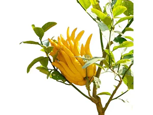 Limonero Mano De Buda Xl Frutal Injertado Exótico