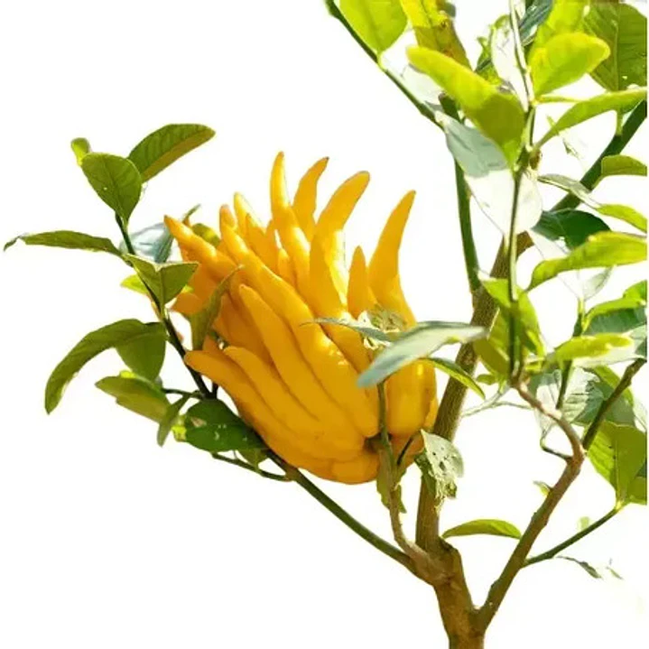 Limonero Mano De Buda Xl Frutal Injertado Exótico 1